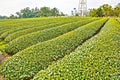 Tea garden,Taiwan Royalty Free Stock Photo