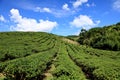 Tea garden,Taiwan Royalty Free Stock Photo