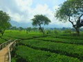 Tea Garden Tour in Malang