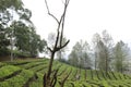 Tea Garden View Royalty Free Stock Photo