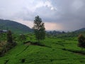 Tea garden view at Puncak Bogor Royalty Free Stock Photo