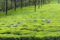 Tea Garden