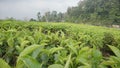Tea garden in Java, Indonesia 1262 Royalty Free Stock Photo