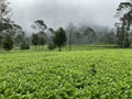 The Tea Garden in wonosobo Royalty Free Stock Photo