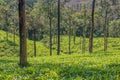 Tea gardens or tea estates at ooty hill station with beautiful clouds