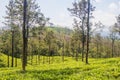 Tea gardens or tea estates at ooty hill station with beautiful clouds