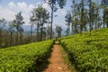 Tea gardens or tea estates at ooty hill station with beautiful clouds