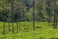 Tea gardens or tea estates at ooty hill station with beautiful clouds