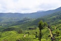 Tea Gardens, Green Hills, and Blue Sky - Lush Green Natural Landscape in Munnar, Idukki, Kerala, India Royalty Free Stock Photo
