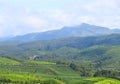 Tea Gardens, Green Hills, and Blue Sky - Lush Green Natural Landscape in Munnar, Idukki, Kerala, India