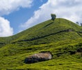 Tea Gardens, Green Hills, and Blue Sky - Lush Green Natural Landscape Royalty Free Stock Photo