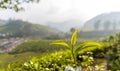 Tea Gardens, Green Hills, Blurred  Sky - Lush Green Natural Landscape Royalty Free Stock Photo