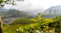 Tea Gardens, Green Hills, Blurred  Sky - Lush Green Natural Landscape Royalty Free Stock Photo