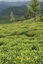 Tea Gardens in India