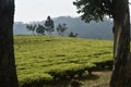 Tea Gardens in India