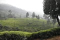 Tea gardens in India