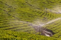 Tea Gardens at Munar Royalty Free Stock Photo