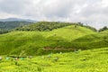 Tea Gardens at Munnar,