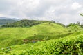 Tea Gardens at Munnar,