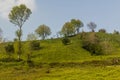 Tea gardens near Lahijan, Gilan province, Ir