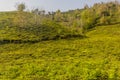 Tea gardens near Lahijan, Gilan province, Ir