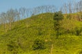 Tea gardens near Lahijan, Gilan province, Ir