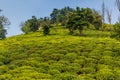 Tea gardens near Lahijan, Gilan province, Ir