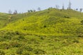 Tea gardens near Lahijan, Gilan province, Ir