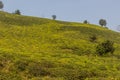 Tea gardens near Lahijan, Gilan province, Ir