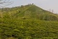 Tea gardens near Lahijan, Gilan province, Ir