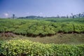 Tea gardens at Nelliyampathy Kerala