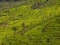 Tea Gardens at ooty hills