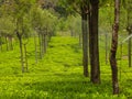 Tea Gardens at ooty hills