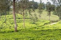 Tea gardens at ooty