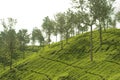 Tea gardens at ooty