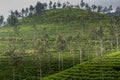 Tea gardens at ooty