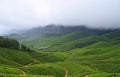 Tea Gardens over Misty Mountains in Kolukkumalai, Munnar, Kerala, India