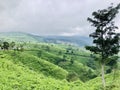 Tea gardens are seen from the top of the hill in Keminung in Karanganyar in Central Java, Indonesia.