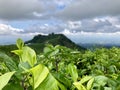 Tea gardens are seen from the top of the hill in Keminung in Karanganyar in Central Java, Indonesia.