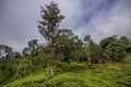 Tea gardens or tea estates at ooty hill station with beautiful clouds