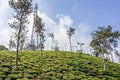 Tea gardens or tea estates at ooty hill station with beautiful clouds