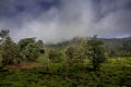 Tea gardens or tea estates at ooty hill station with beautiful clouds