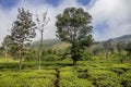 Tea gardens or tea estates at ooty hill station with beautiful clouds