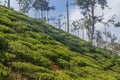 Tea gardens or tea estates at ooty hill station with beautiful clouds