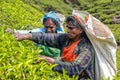 Tea gatherers gather leaves on mountain plantations