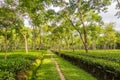 In the Tea gerden of Srimangal - Bangladesh Royalty Free Stock Photo