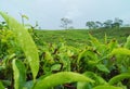 Tea leave plantation in subang indonesia Royalty Free Stock Photo