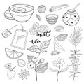 Tea hand drawn isolated collection. Vector herbal plants and elements for tea packaging design