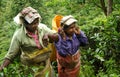 Tea harvest in Ella, Sri Lanka