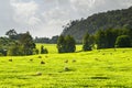 Tea harvest with hand picking labourers in Meru, Kenya